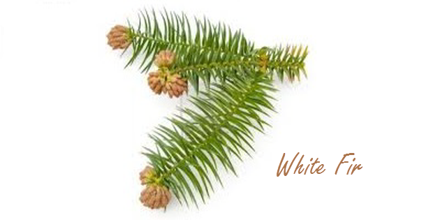 white fir